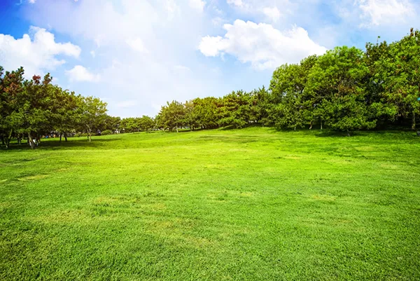 Healthy Lawn