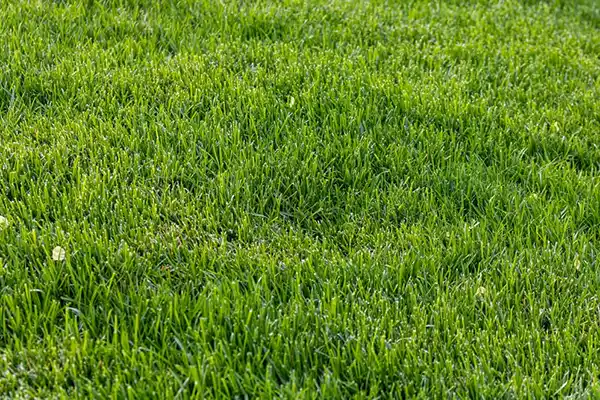Overseed for Density