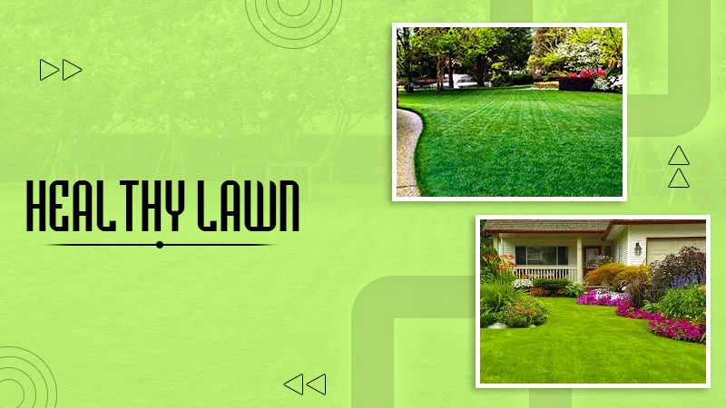 healthy lawn