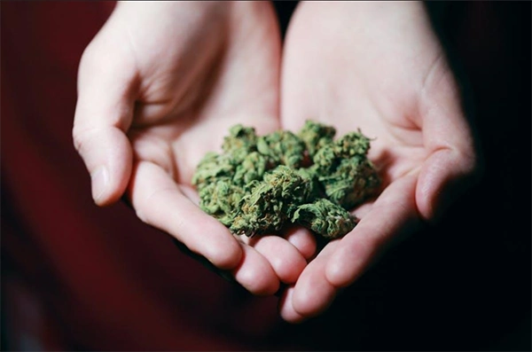 cannabis safety guide